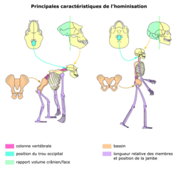 Comparaison colonne vertébrale - trou occipital / Homme-Chimpanzé
